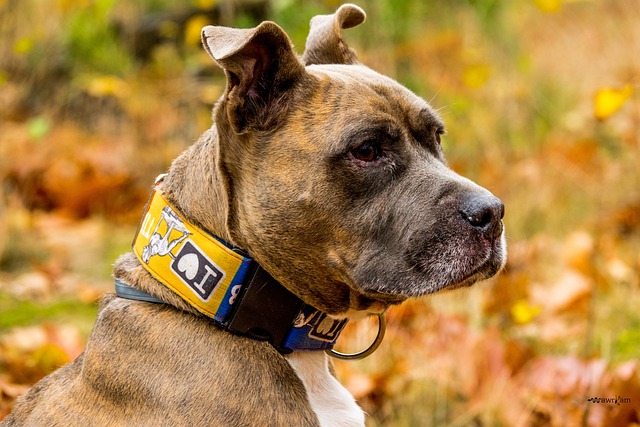 Amstaff 纵向 狗 - 上的免费照片