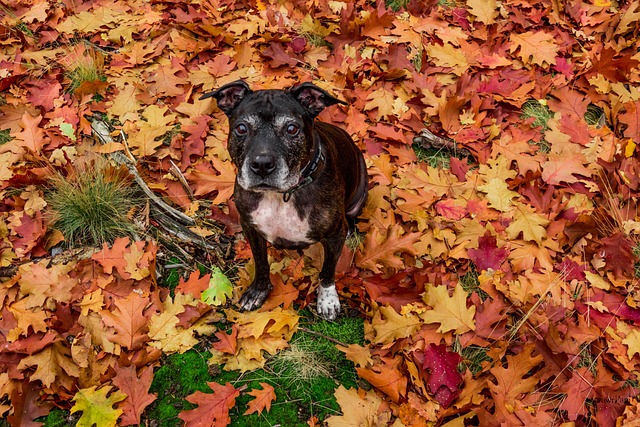 狗 Amstaff 秋天 - 上的免费照片