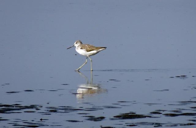 共同Greenshank Tringa Nebularia 跋涉 - 上的免费照片