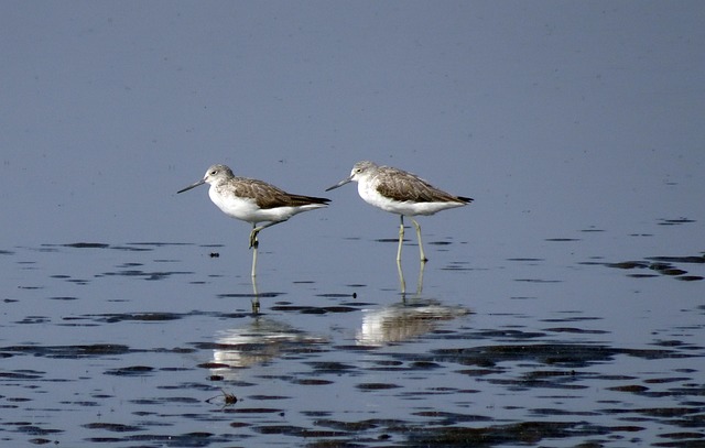 共同Greenshank Tringa Nebularia 跋涉 - 上的免费照片