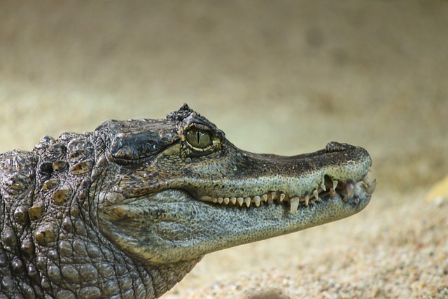 鳄鱼开曼群岛 凯门鳄Crocodilus 扬子鳄 - 上的免费照片