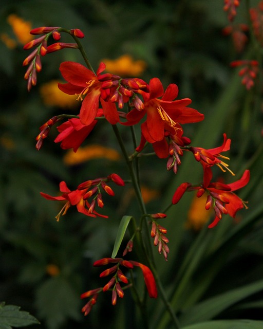 Crocosmia Carmen辉煌 Montbretia 红色 - 上的免费照片