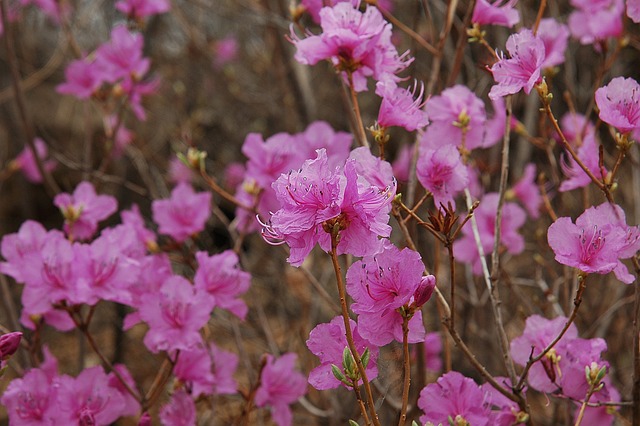 花 山野 山野花 - 上的免费照片