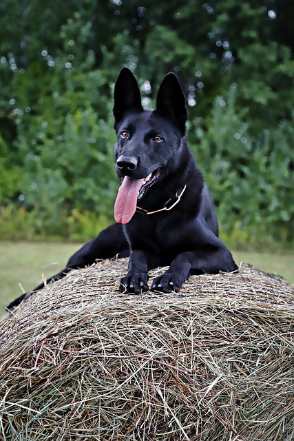 德国牧羊犬 狗 大海捞针 - 上的免费照片