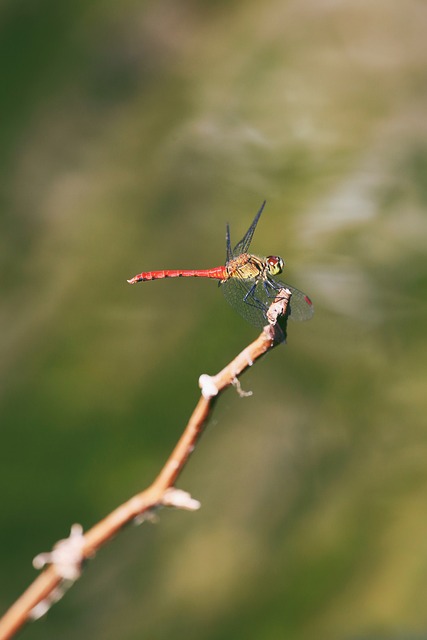 蜻蜓 Anisoptera - 上的免费照片