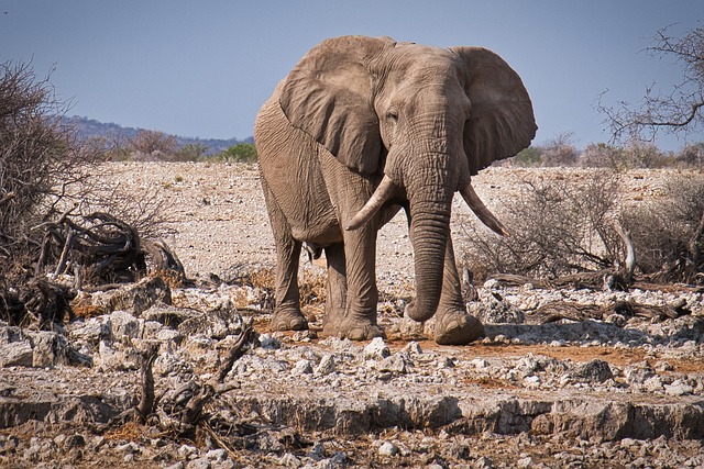 大象 埃托沙 纳米比亚 - 上的免费照片