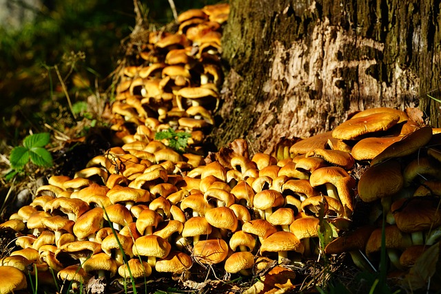 蘑菇 滑菇 Galerina - 上的免费照片