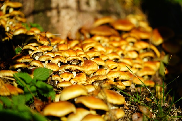 蘑菇 滑菇 Galerina - 上的免费照片