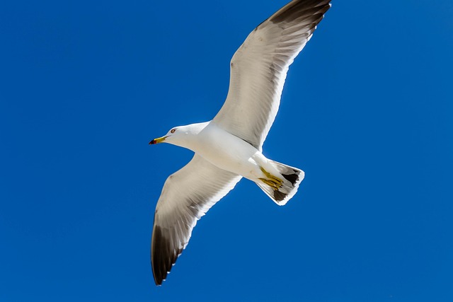 海鸥 新增功能 海洋 - 上的免费照片