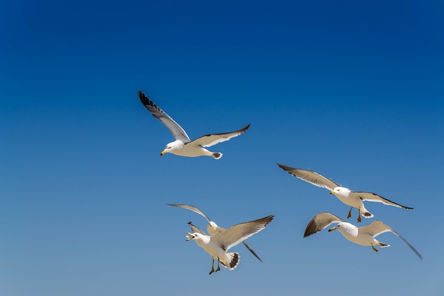 海鸥 海云台海水浴场 海洋 - 上的免费照片