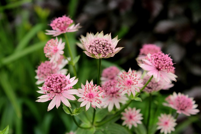 露按钮 Astrantia主要罗姆人 粉红色 - 上的免费照片