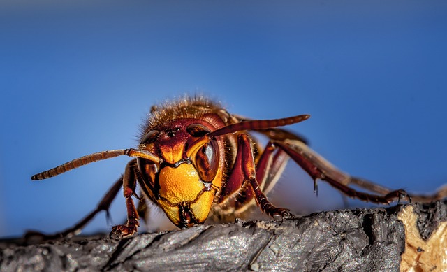 大黄蜂 黄蜂 昆虫 - 上的免费照片