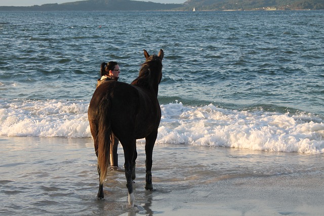 马 海滩 维哥 - 上的免费照片