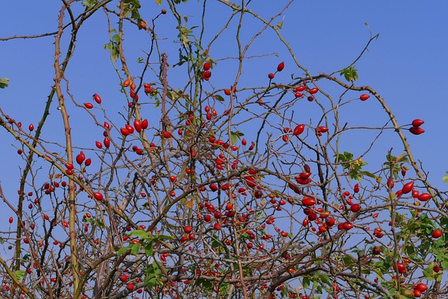 飞镖 克 浆果 - 上的免费照片