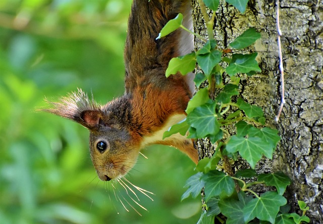 松鼠 橡木猫 啮齿动物 - 上的免费照片