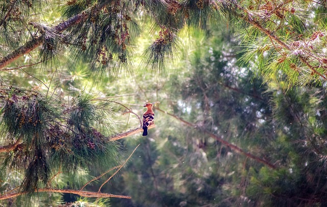 森林 树木 松树 - 上的免费照片