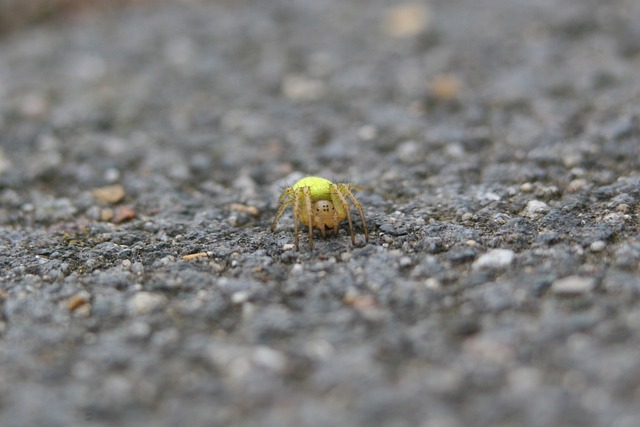 蜘蛛 八只脚 昆虫 - 上的免费照片