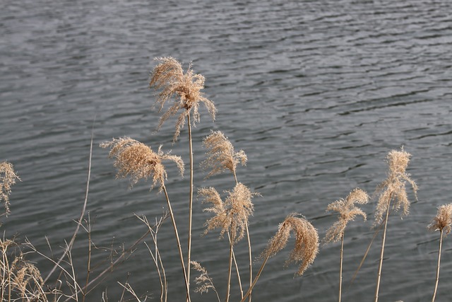 河 密阳 草 - 上的免费照片
