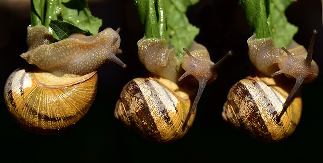 蜗牛 悬挂 杂技 - 上的免费照片