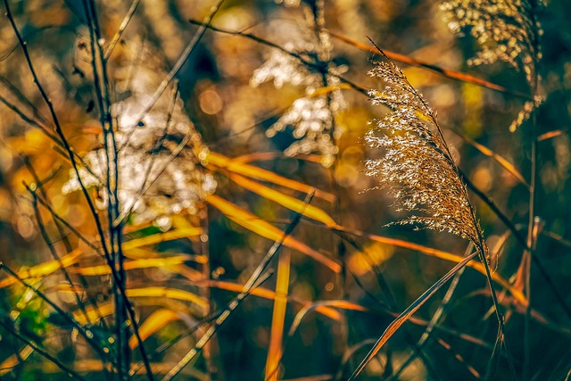 芦苇 植物 自然 - 上的免费照片