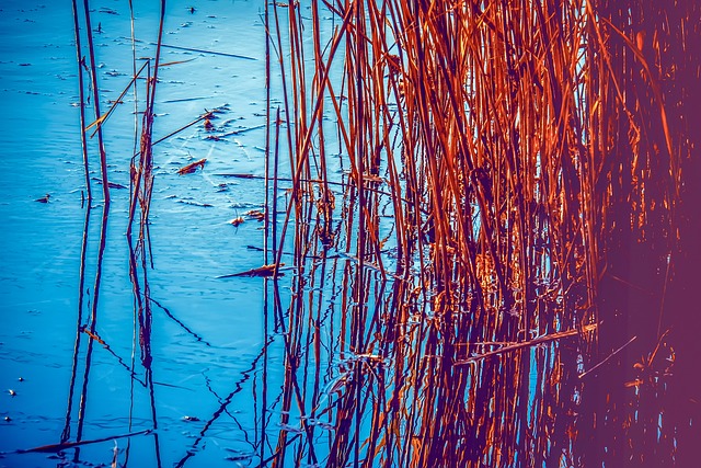 芦苇 植物 湖 - 上的免费照片