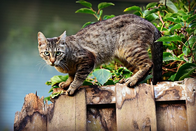 猫 宠物 猫科动物 - 上的免费照片