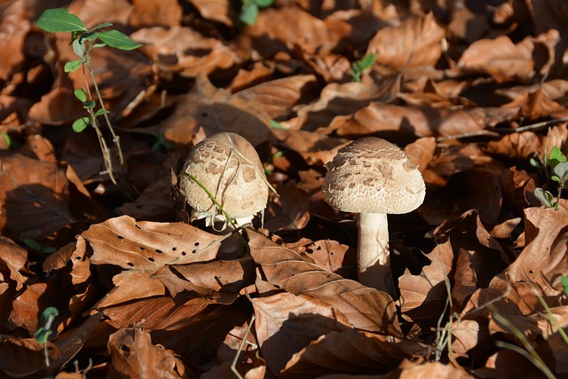 真菌 Coulemelle 喝 - 上的免费照片