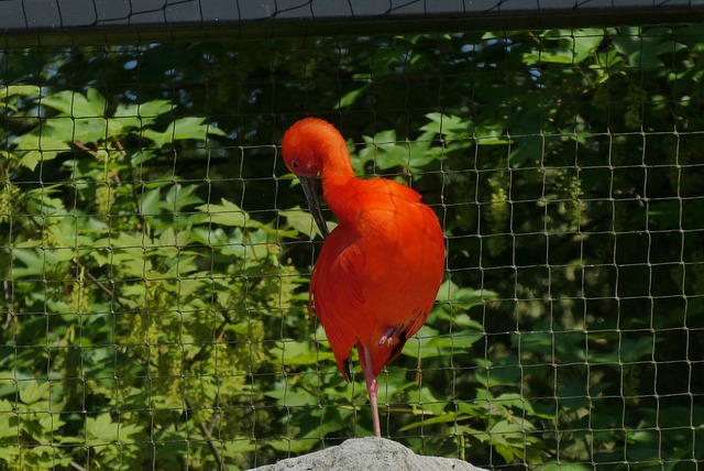 红酒店 鸟 动物园 - 上的免费照片