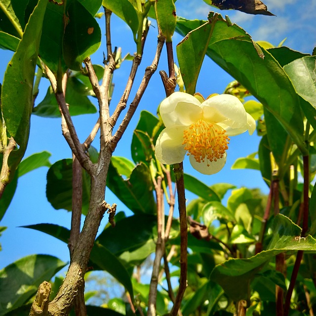 茶厂 花 植物 - 上的免费照片