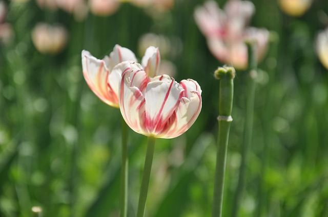 Beijing Shunyi Fresh Flower Harbor - 上的免费照片