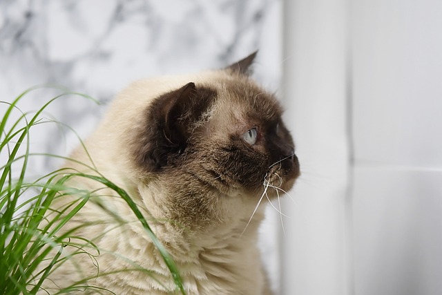 英国短毛猫 猫草 吃下去 - 上的免费照片