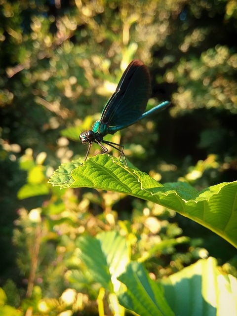 美丽的女人 蓑羽 豆娘 - 上的免费照片