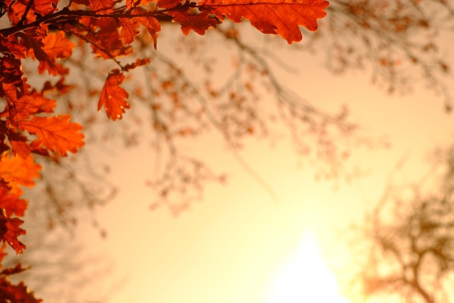 橡树叶 树叶 秋叶 - 上的免费照片