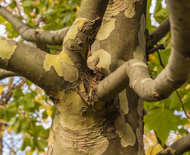 木材 分支机构 梧桐树 - 上的免费照片