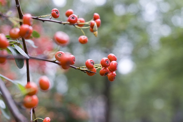 Red Berry Berries - 上的免费照片