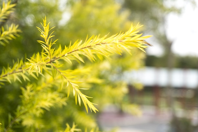 Tree Green Branch - 上的免费照片