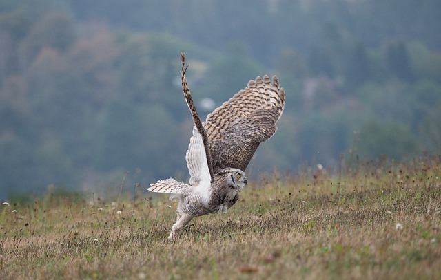 鸟 动物 猫头鹰 - 上的免费照片