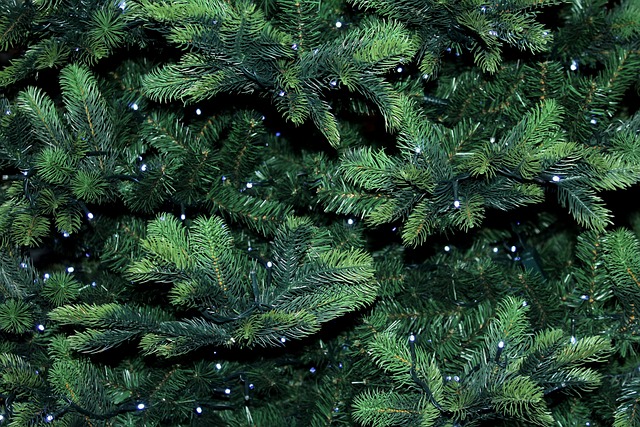 圣诞树 树枝 树苗 - 上的免费照片