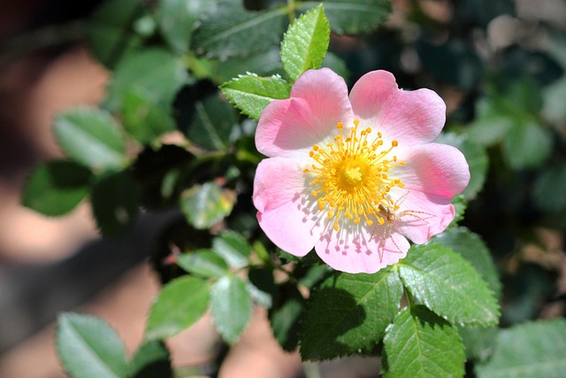 花 自然 花瓣 - 上的免费照片