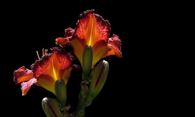 黄花菜 红花 花 - 上的免费照片