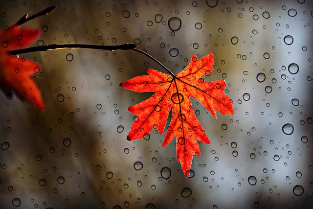 叶子 枫 秋天 - 上的免费照片