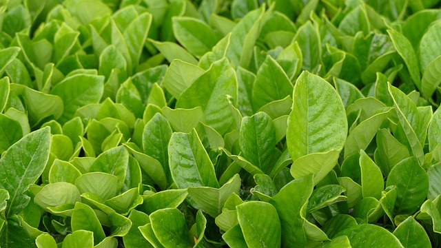 毛里求斯 Bois亲爱的 茶 - 上的免费照片