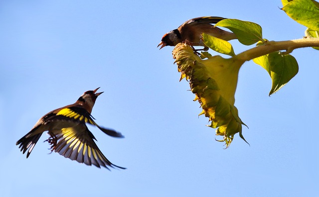 Stieglitz 鸟 喂养 - 上的免费照片