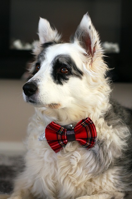 边境牧羊犬 狗 牧羊犬 - 上的免费照片