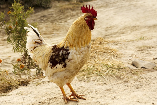 公鸡 名册 白色的 - 上的免费照片