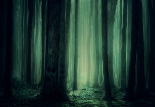 森林 荒野 幻想 - 上的免费照片