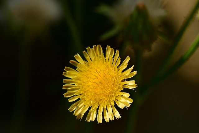 Sonchus Arvensis 黄花 小花 - 上的免费照片