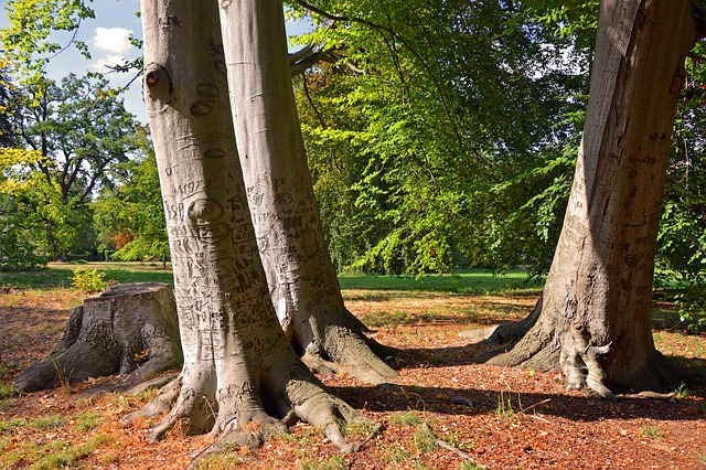 树木 部落 树干 - 上的免费照片