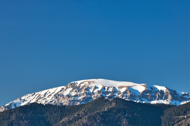 拉克斯 被雪覆盖 白色的 - 上的免费照片