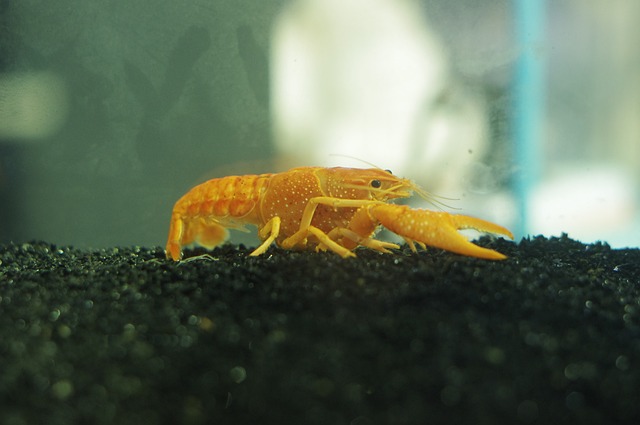 水族馆 虾 - 上的免费照片
